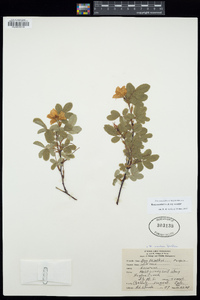 Rosa woodsii image