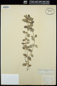 Marrubium vulgare image