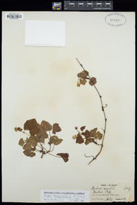 Rubus lasiococcus image
