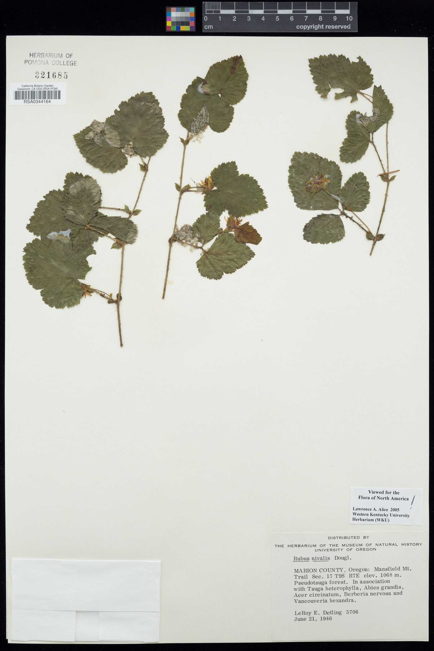 Rubus nivalis image
