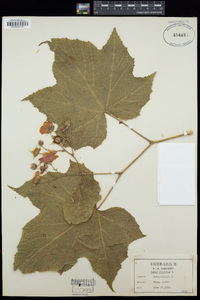 Rubus odoratus image