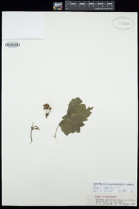 Rubus odoratus image