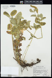 Sanguisorba stipulata image