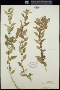 Mentha canadensis image