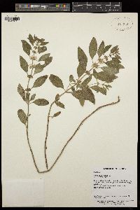 Mentha canadensis image