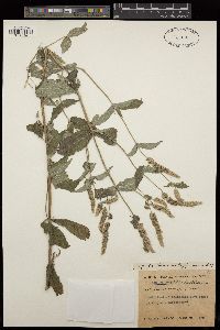 Mentha longifolia image