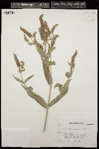 Mentha longifolia image