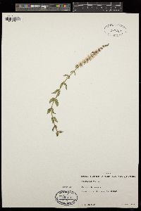 Mentha spicata image