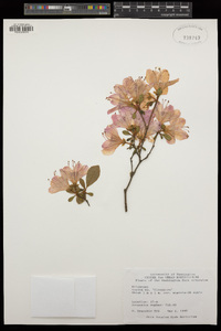 Rhododendron columbianum image