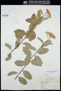 Spiraea lucida image