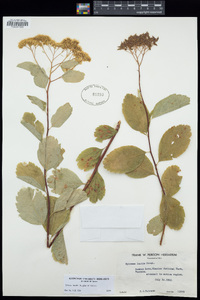 Spiraea lucida image