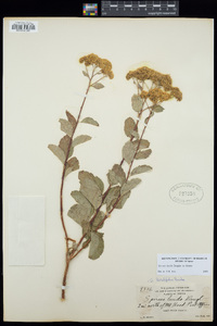 Spiraea lucida image