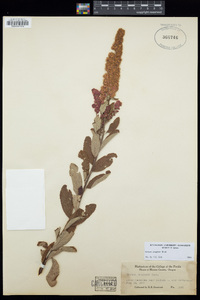 Spiraea douglasii image