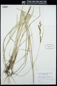 Carex aquatilis image