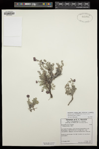 Monardella australis image