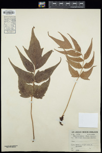 Cyrtomium falcatum image