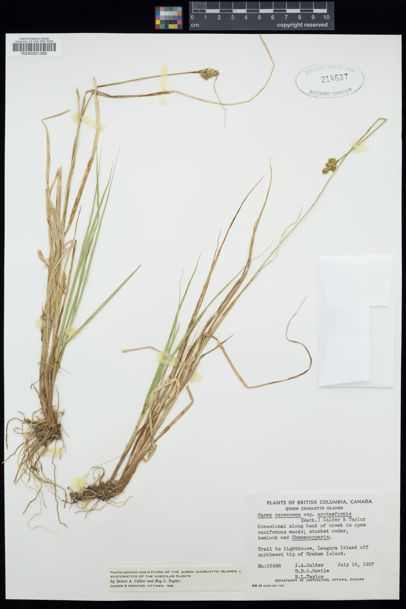 Carex arctiformis image