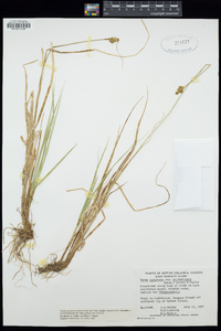 Image of Carex arctiformis