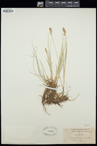 Carex canescens image