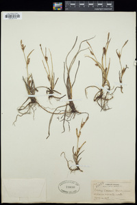 Carex crawei image