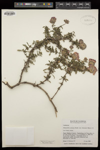 Monardella undulata subsp. arguelloensis image