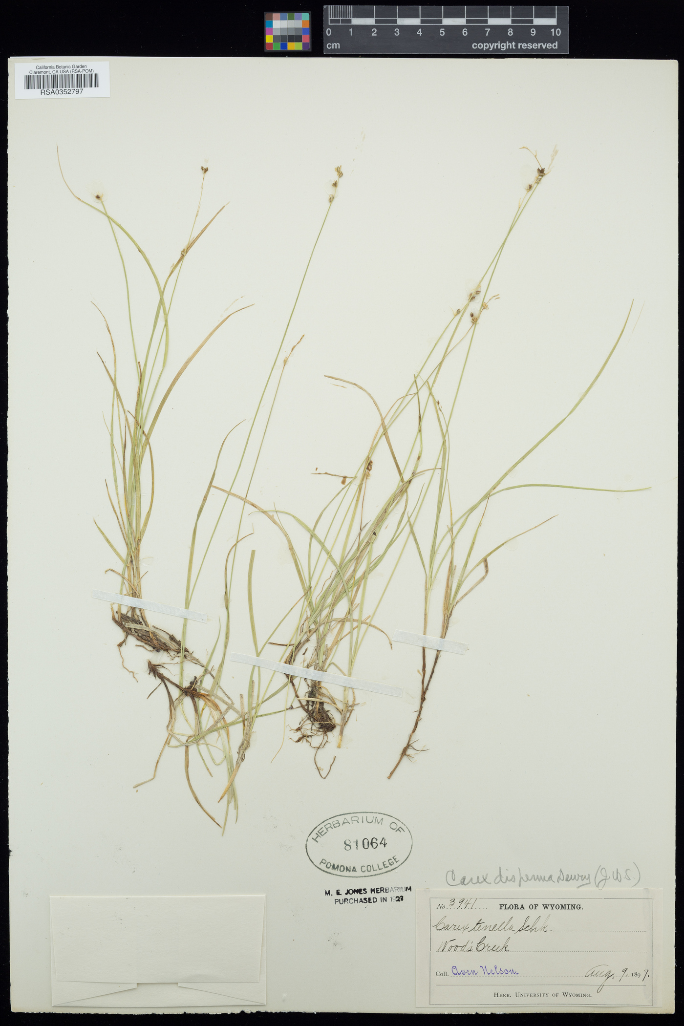 Carex disperma image