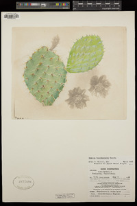 Opuntia X occidentalis image