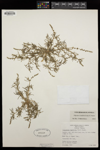 Oligomeris linifolia image