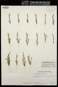 Oligomeris linifolia image