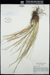 Carex geyeri image