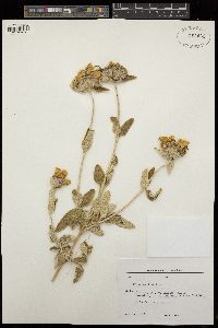 Phlomis fruticosa image