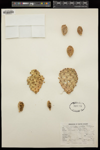 Opuntia compressa image