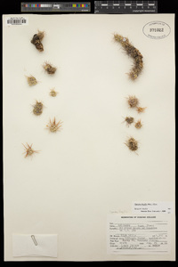 Opuntia fragilis image