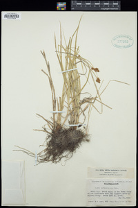 Carex pachystachya image