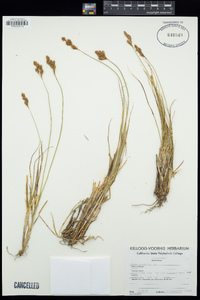 Carex leporina image