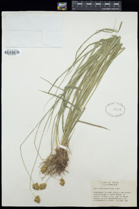 Carex microptera image