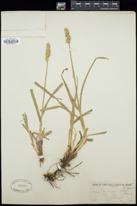 Carex vulpinoidea image