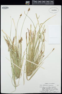 Carex neurophora image