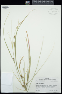 Carex pellita image