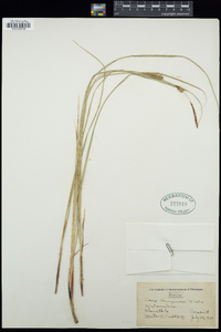 Carex lasiocarpa image