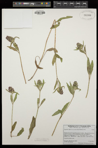 Prunella vulgaris image