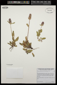 Prunella vulgaris image