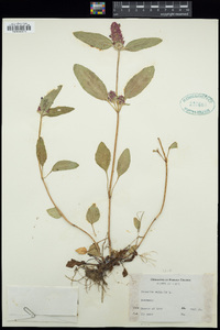 Prunella vulgaris image