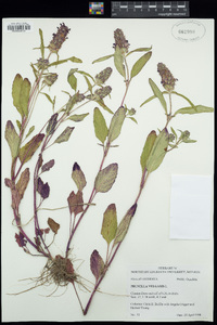 Prunella vulgaris image