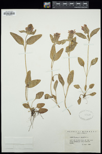 Prunella vulgaris image