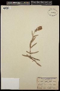 Prunella grandiflora image