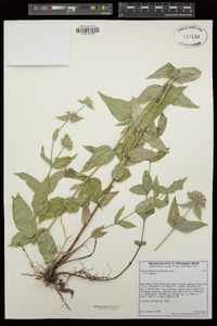 Pycnanthemum californicum image