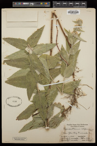 Pycnanthemum californicum image