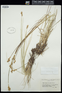 Carex praticola image