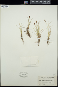 Carex pyrenaica image